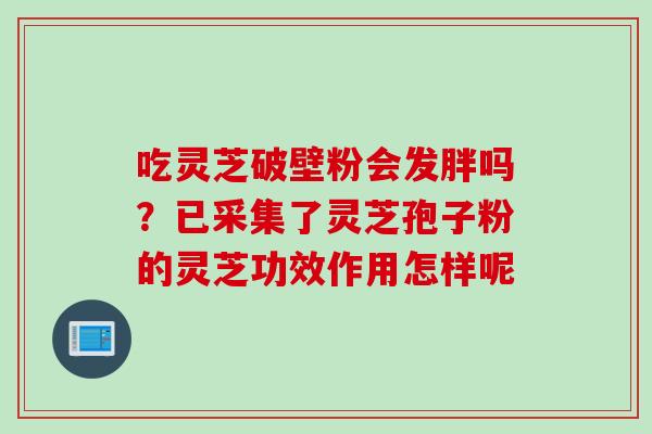 吃灵芝破壁粉会发胖吗?已采集了灵芝孢子粉的灵芝功效作用怎样呢 吃灵芝破壁粉会发胖吗?已采集了灵芝孢子粉的灵芝功效作用怎样呢