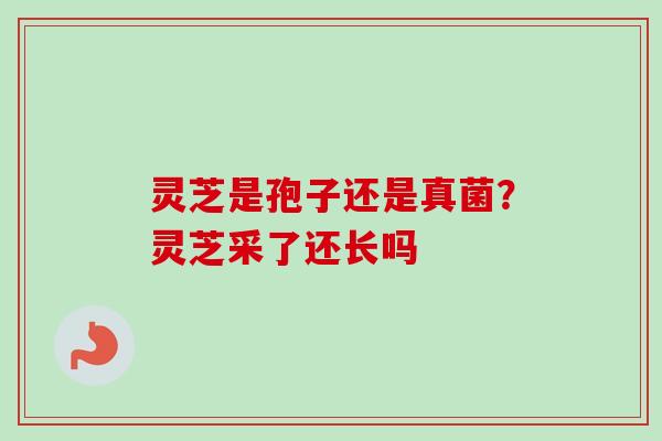 灵芝是孢子还是真菌？灵芝采了还长吗