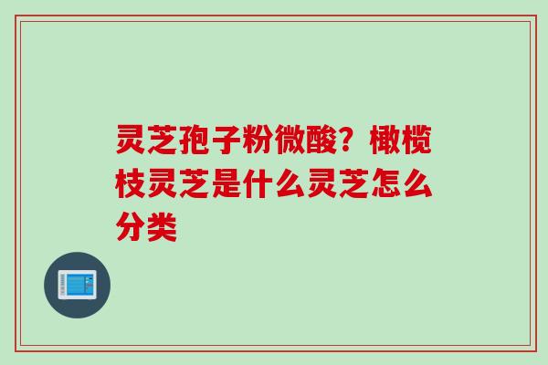 灵芝孢子粉微酸？橄榄枝灵芝是什么灵芝怎么分类