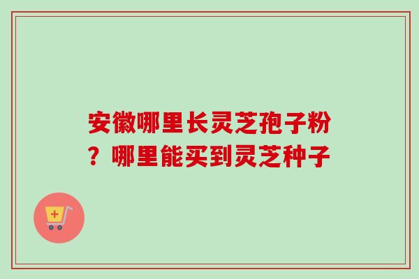 安徽哪里长灵芝孢子粉?哪里能买到灵芝种子 安徽哪里长灵芝孢子粉?哪里能买到灵芝种子