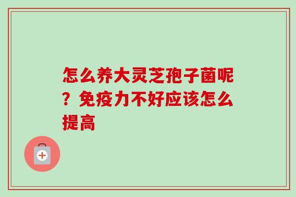 怎么养大灵芝孢子菌呢?免疫力不好应该怎么提高 怎么养大灵芝孢子菌呢?免疫力不好应该怎么提高