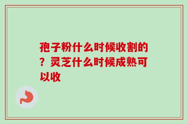 孢子粉什么时候收割的？灵芝什么时候成熟可以收