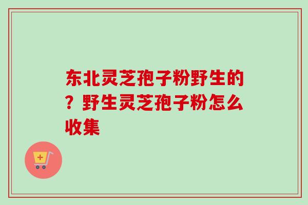 东北灵芝孢子粉野生的？野生灵芝孢子粉怎么收集