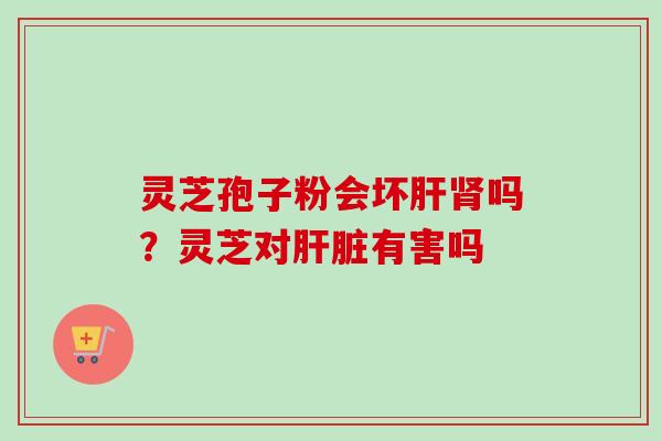 灵芝孢子粉会坏肝肾吗？灵芝对肝脏有害吗
