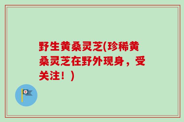 野生黄桑灵芝(珍稀黄桑灵芝在野外现身，受关注！)