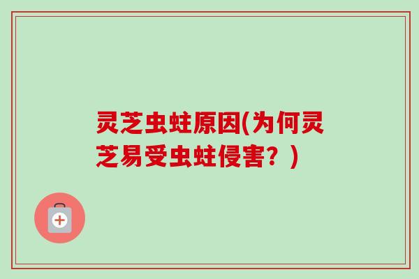 灵芝虫蛀原因(为何灵芝易受虫蛀侵害?) 灵芝虫蛀原因(为何灵芝易受虫蛀侵害?)