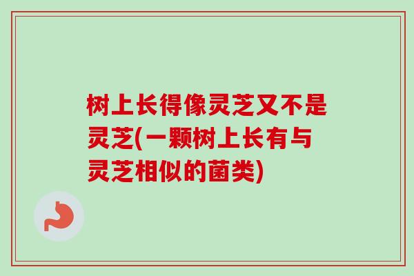 树上长得像灵芝又不是灵芝(一颗树上长有与灵芝相似的菌类)