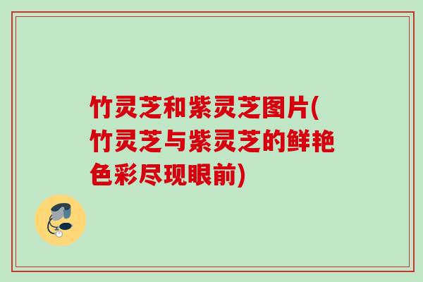 竹灵芝和紫灵芝图片(竹灵芝与紫灵芝的鲜艳色彩尽现眼前)