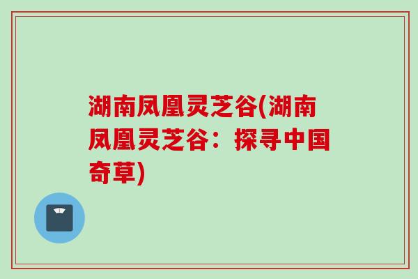 湖南凤凰灵芝谷(湖南凤凰灵芝谷:探寻中国奇草) 湖南凤凰灵芝谷(湖南凤凰灵芝谷:探寻中国奇草)