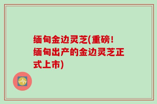 缅甸金边灵芝(重磅！缅甸出产的金边灵芝正式上市)
