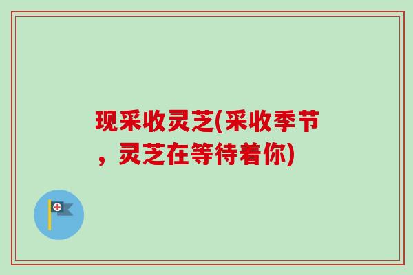 现采收灵芝(采收季节,灵芝在等待着你) 现采收灵芝(采收季节,灵芝在等待着你)