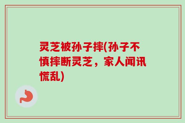 灵芝被孙子摔(孙子不慎摔断灵芝，家人闻讯慌乱)