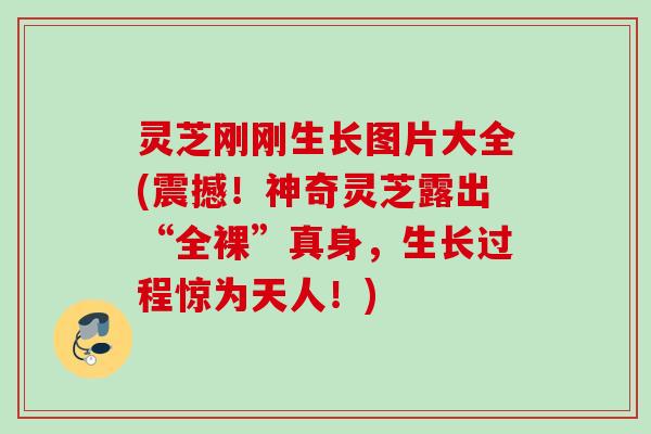 灵芝刚刚生长图片大全(震撼！神奇灵芝露出“全裸”真身，生长过程惊为天人！)