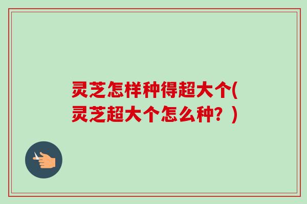 灵芝怎样种得超大个(灵芝超大个怎么种？)