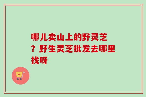 哪儿卖山上的野灵芝 ？野生灵芝批发去哪里找呀
