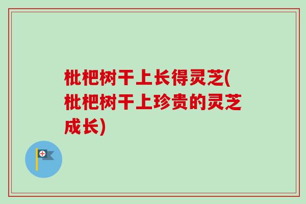 枇杷树干上长得灵芝(枇杷树干上珍贵的灵芝成长)