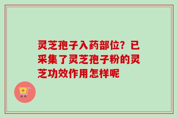 灵芝孢子入药部位？已采集了灵芝孢子粉的灵芝功效作用怎样呢