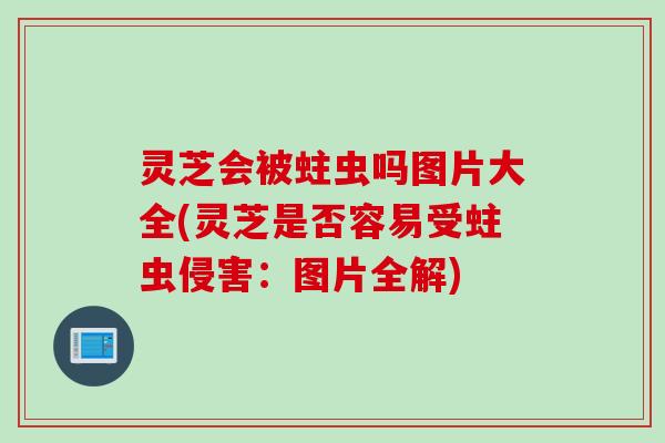 灵芝会被蛀虫吗图片大全(灵芝是否容易受蛀虫侵害：图片全解)