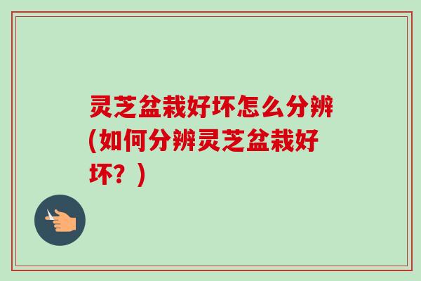 灵芝盆栽好坏怎么分辨(如何分辨灵芝盆栽好坏？)