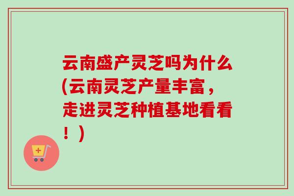 云南盛产灵芝吗为什么(云南灵芝产量丰富,走进灵芝种植基地看看!) 云南盛产灵芝吗为什么(云南灵芝产量丰富,走进灵芝种植基地看看!)