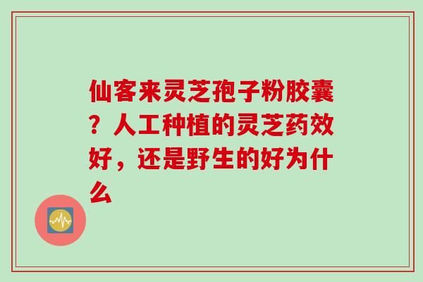 仙客来灵芝孢子粉胶囊？人工种植的灵芝药效好，还是野生的好为什么