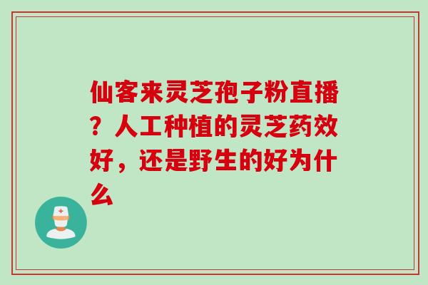 仙客来灵芝孢子粉直播？人工种植的灵芝药效好，还是野生的好为什么