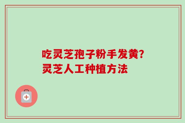 吃灵芝孢子粉手发黄？灵芝人工种植方法