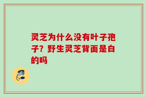 灵芝为什么没有叶子孢子？野生灵芝背面是白的吗
