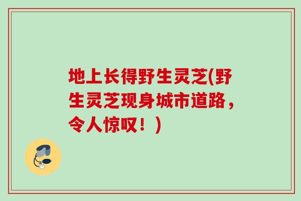 地上长得野生灵芝(野生灵芝现身城市道路，令人惊叹！)