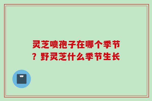 灵芝喷孢子在哪个季节?野灵芝什么季节生长 灵芝喷孢子在哪个季节?野灵芝什么季节生长