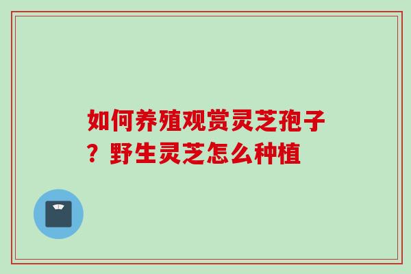 如何养殖观赏灵芝孢子?野生灵芝怎么种植 如何养殖观赏灵芝孢子?野生灵芝怎么种植