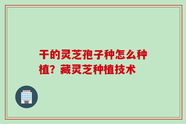 干的灵芝孢子种怎么种植？藏灵芝种植技术