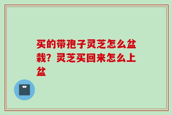 买的带孢子灵芝怎么盆栽？灵芝买回来怎么上盆