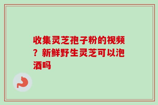 收集灵芝孢子粉的视频？新鲜野生灵芝可以泡酒吗