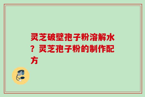 灵芝破壁孢子粉溶解水？灵芝孢子粉的制作配方