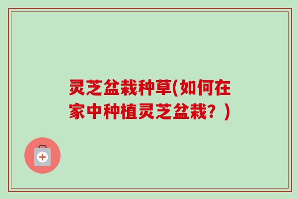 灵芝盆栽种草(如何在家中种植灵芝盆栽？)