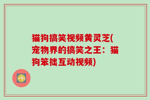 猫狗搞笑视频黄灵芝(宠物界的搞笑之王:猫狗笨拙互动视频) 猫狗搞笑视频黄灵芝(宠物界的搞笑之王:猫狗笨拙互动视频)