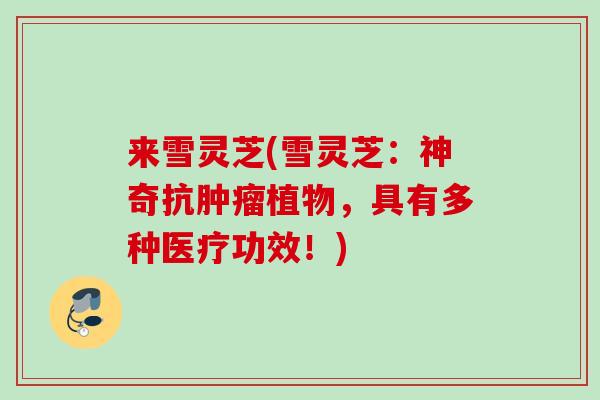来雪灵芝(雪灵芝:神奇抗植物,具有多种医疗功效!) 来雪灵芝(雪灵芝:神奇抗植物,具有多种医疗功效!)