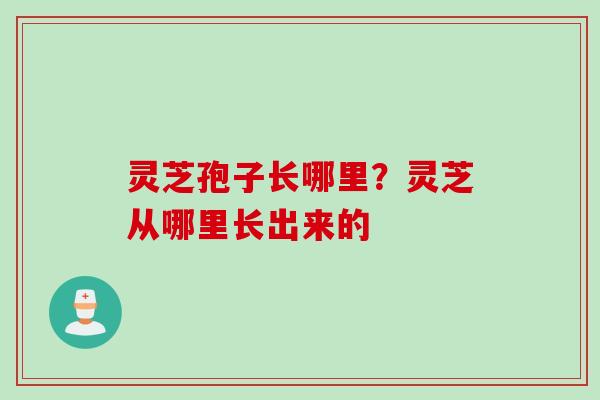灵芝孢子长哪里？灵芝从哪里长出来的