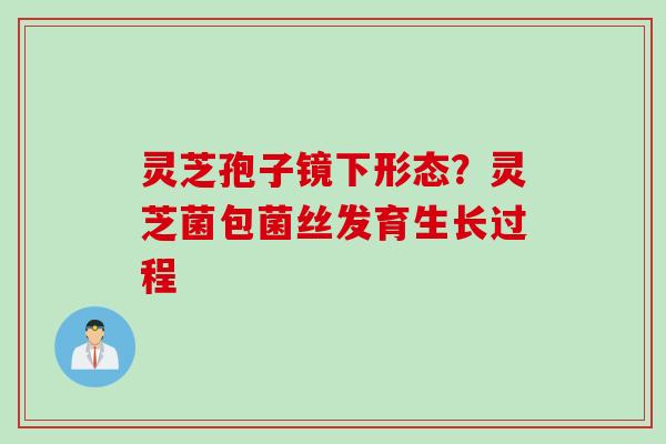灵芝孢子镜下形态？灵芝菌包菌丝发育生长过程