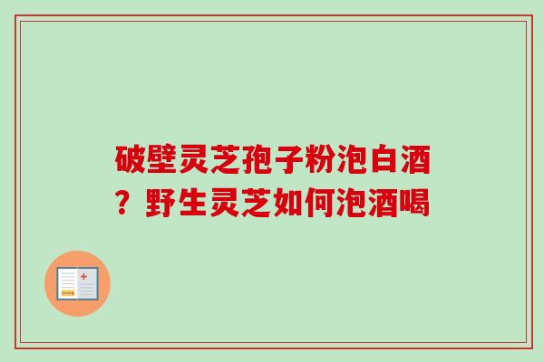 破壁灵芝孢子粉泡白酒？野生灵芝如何泡酒喝