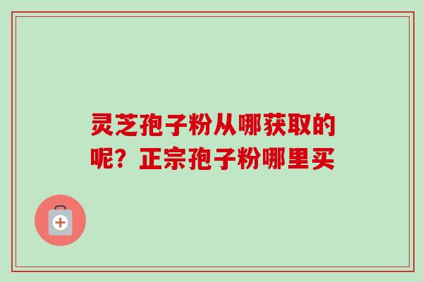 灵芝孢子粉从哪获取的呢？正宗孢子粉哪里买