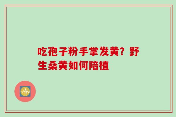吃孢子粉手掌发黄？野生桑黄如何陪植