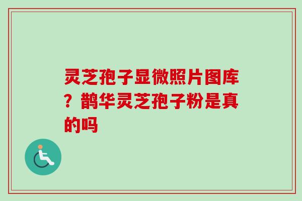 灵芝孢子显微照片图库？鹊华灵芝孢子粉是真的吗