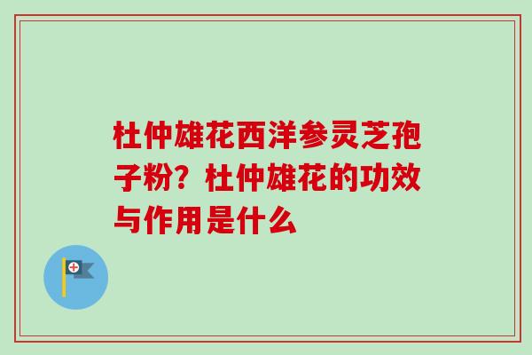 杜仲雄花西洋参灵芝孢子粉？杜仲雄花的功效与作用是什么