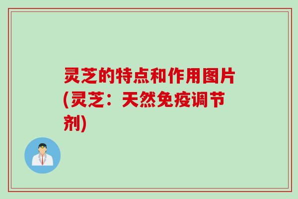 灵芝的特点和作用图片(灵芝：天然免疫调节剂)