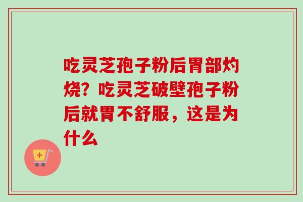 吃灵芝孢子粉后胃部灼烧?吃灵芝破壁孢子粉后就胃不舒服,这是为什么 吃灵芝孢子粉后胃部灼烧?吃灵芝破壁孢子粉后就胃不舒服,这是为什么