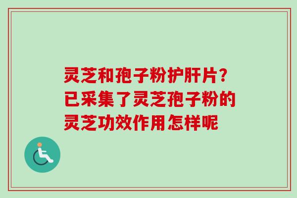 灵芝和孢子粉护肝片？已采集了灵芝孢子粉的灵芝功效作用怎样呢