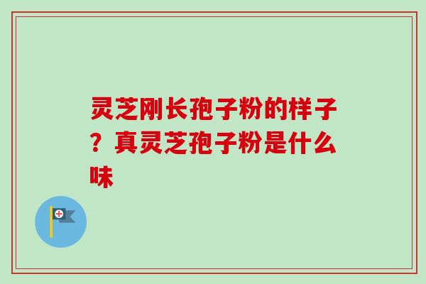 灵芝刚长孢子粉的样子？真灵芝孢子粉是什么味
