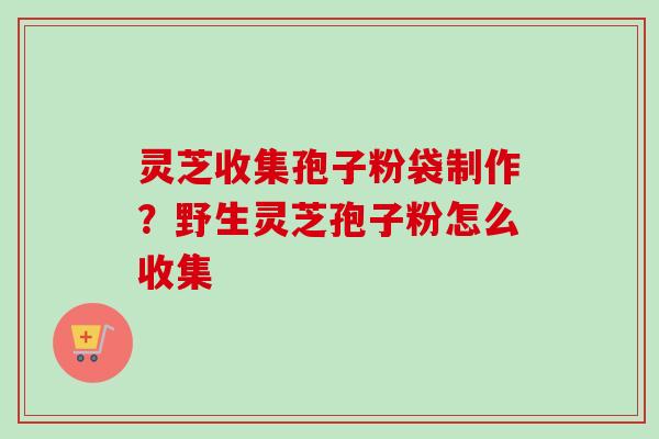 灵芝收集孢子粉袋制作？野生灵芝孢子粉怎么收集